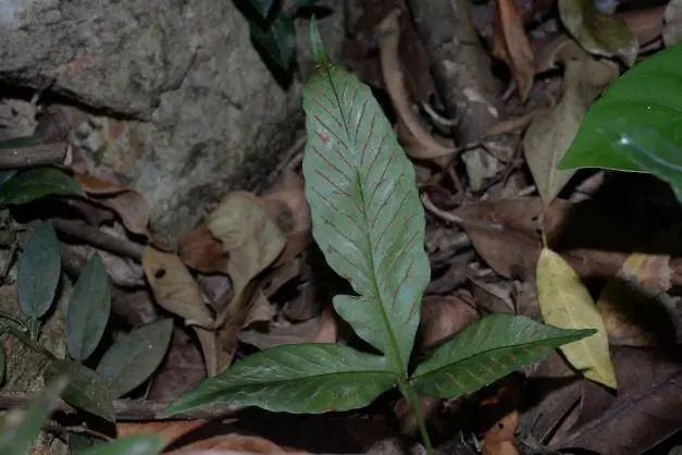 深圳发现植物新物种，以发现地坝光命名