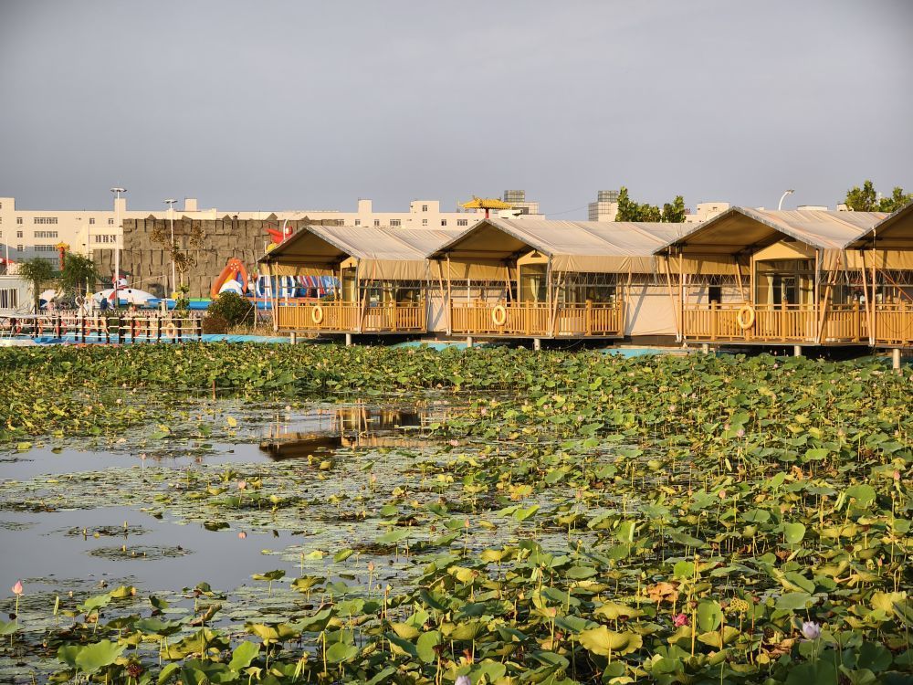 从活力看潜力｜来小站看振兴有“稻”