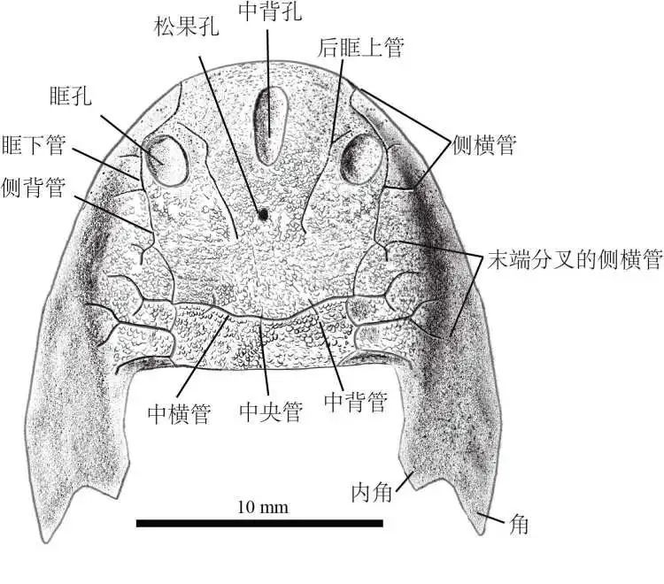 重庆发现近4.36亿年前的鱼化石，上面有人类四肢线索！