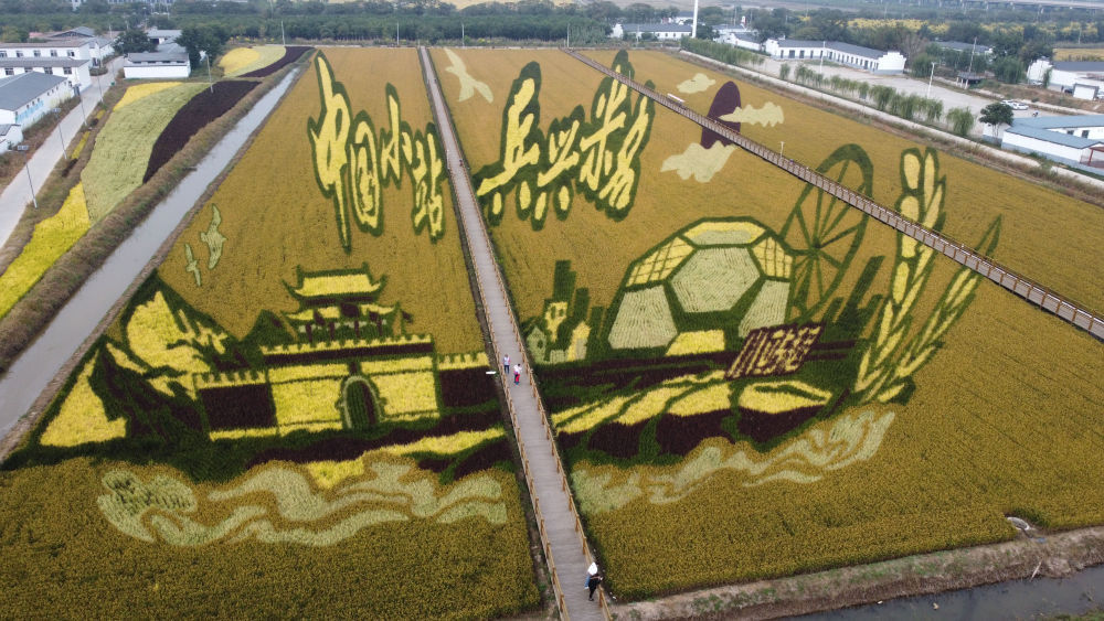 从活力看潜力｜来小站看振兴有“稻”