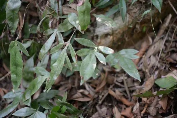 深圳发现植物新物种，以发现地坝光命名