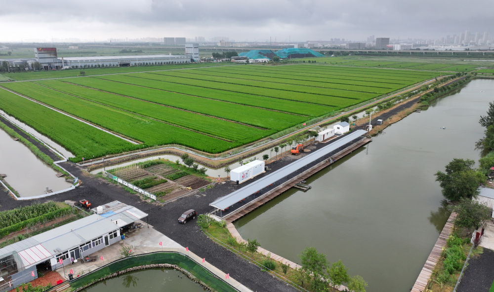 从活力看潜力｜来小站看振兴有“稻”