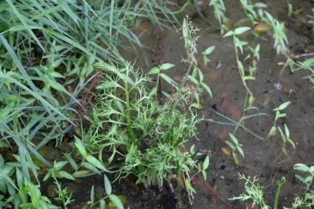 深圳发现植物新物种，以发现地坝光命名