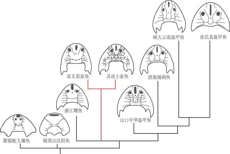 重庆这条鱼，已灭绝4.36亿年！秀山发现了，快看长啥样？