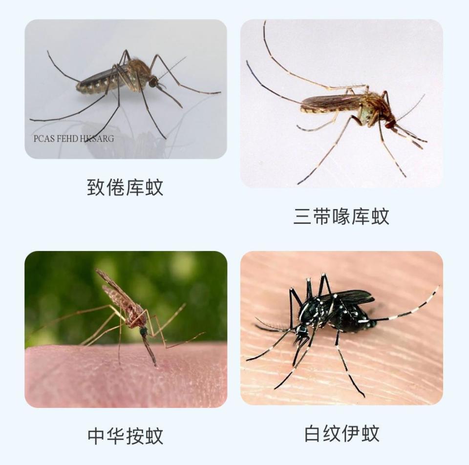 湖南近期报告多起登革热病例，蚊子种类繁多，到底哪类是致病的“祸首”？