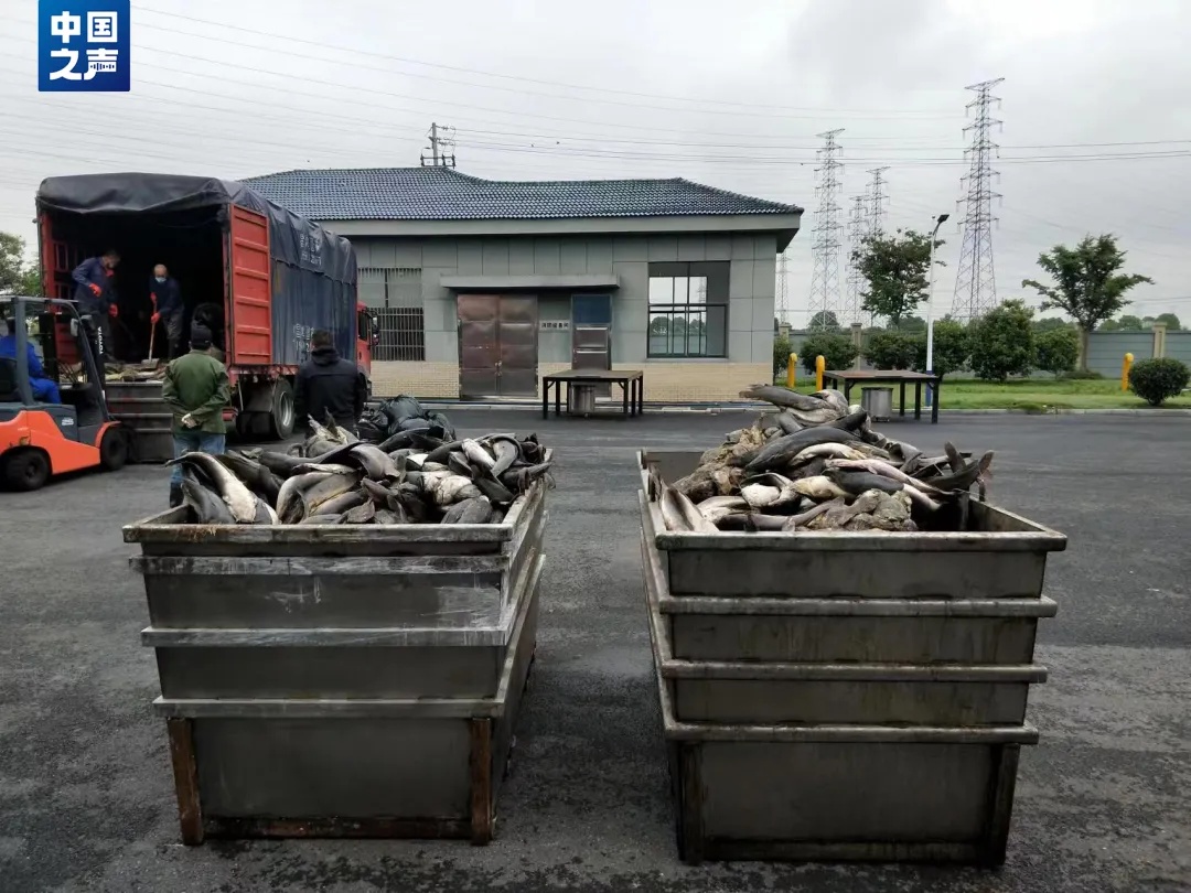 放生2.5万斤非洲鲶鱼,两人被判赔5.8万! 放生2.5万斤非洲鲶鱼,两人被判赔5.8万!