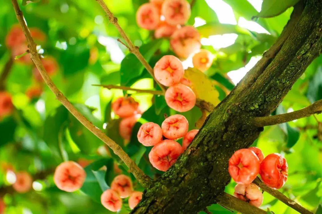 深圳街头长满莲雾,吃,还是不吃? 深圳街头长满莲雾,吃,还是不吃?