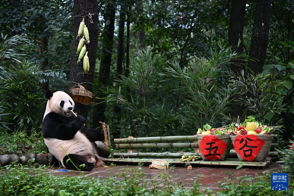 四川雅安:迎中秋大熊猫集体庆生 四川雅安:迎中秋大熊猫集体庆生