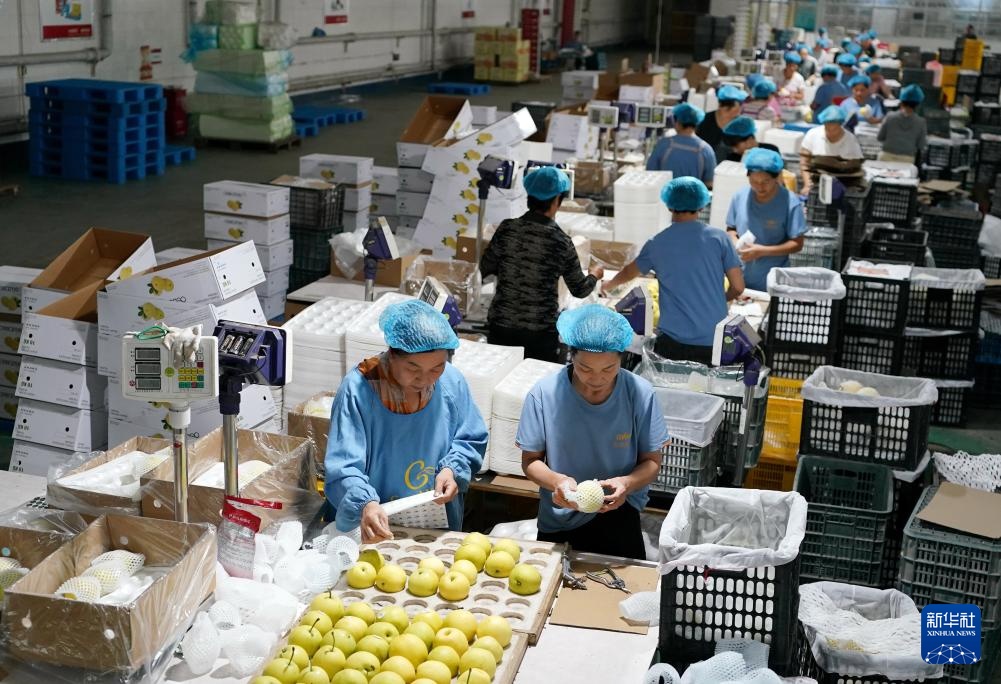 河北晋州：梨乡硕果压枝弯 果农采摘笑颜开