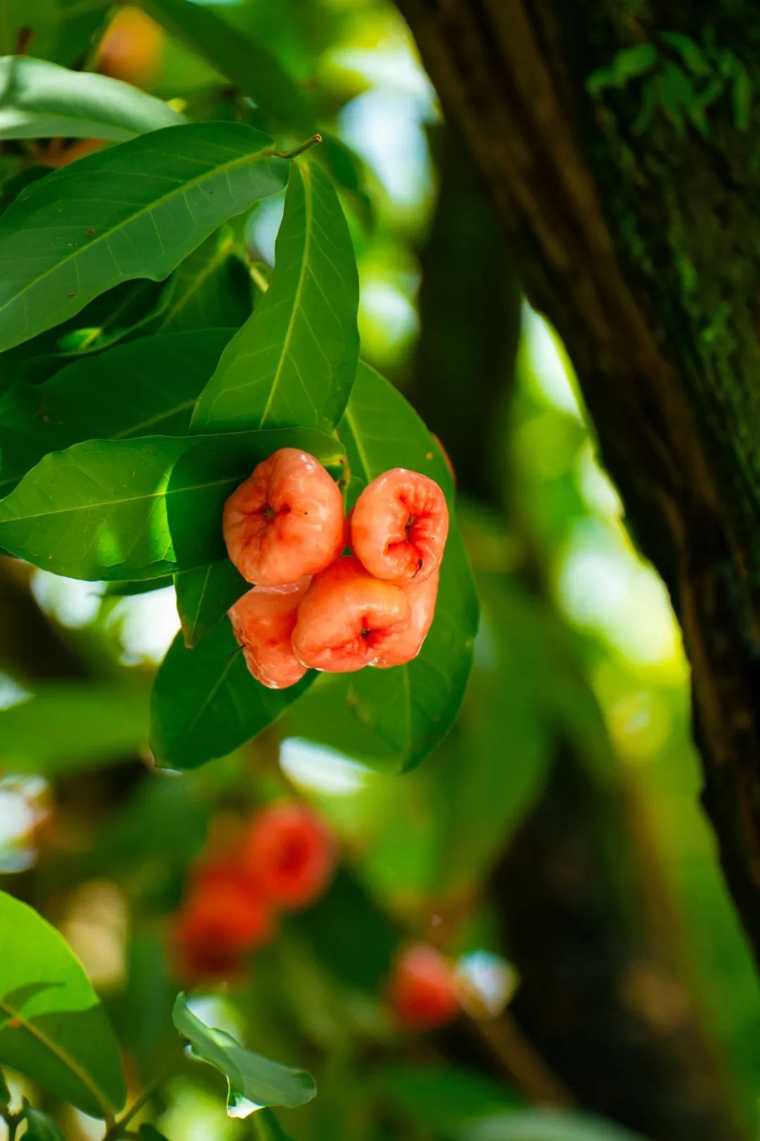 深圳街头长满莲雾,吃,还是不吃? 深圳街头长满莲雾,吃,还是不吃?