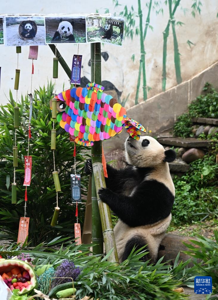 四川雅安:迎中秋大熊猫集体庆生 四川雅安:迎中秋大熊猫集体庆生