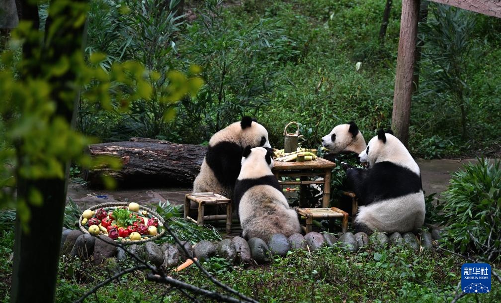 四川雅安:迎中秋大熊猫集体庆生 四川雅安:迎中秋大熊猫集体庆生