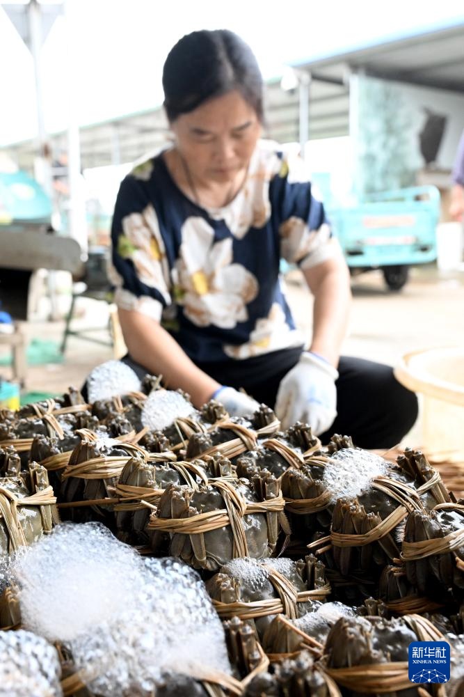 安徽五河：秋风起 蟹儿肥