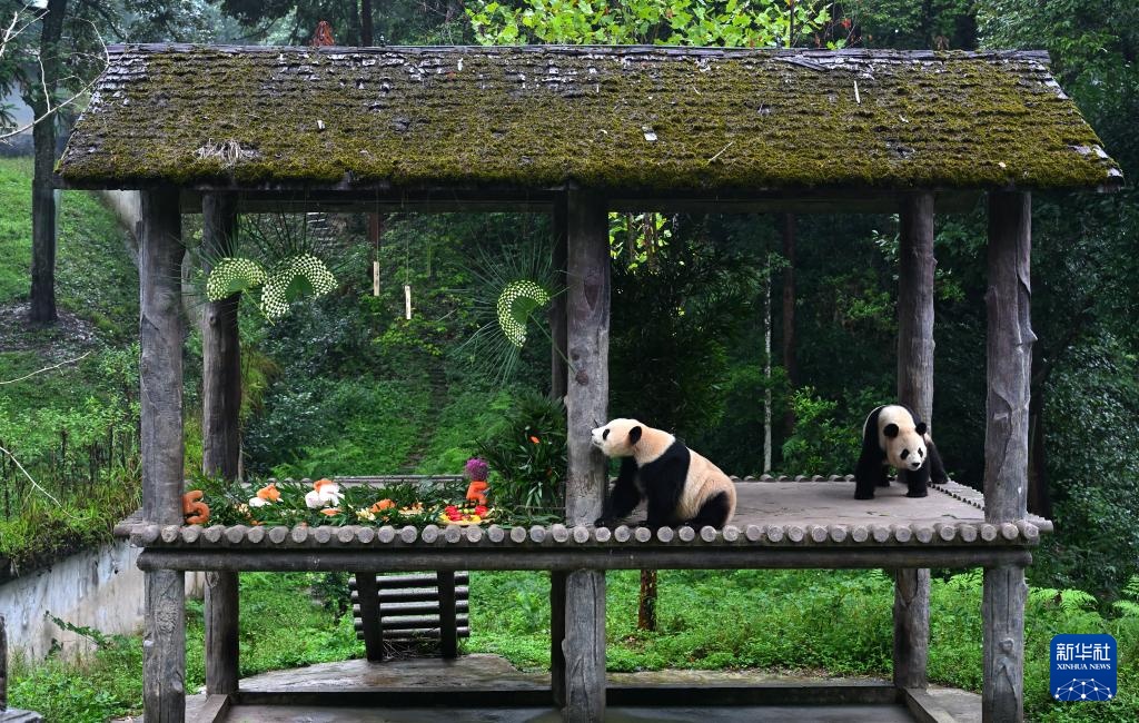 四川雅安:迎中秋大熊猫集体庆生 四川雅安:迎中秋大熊猫集体庆生