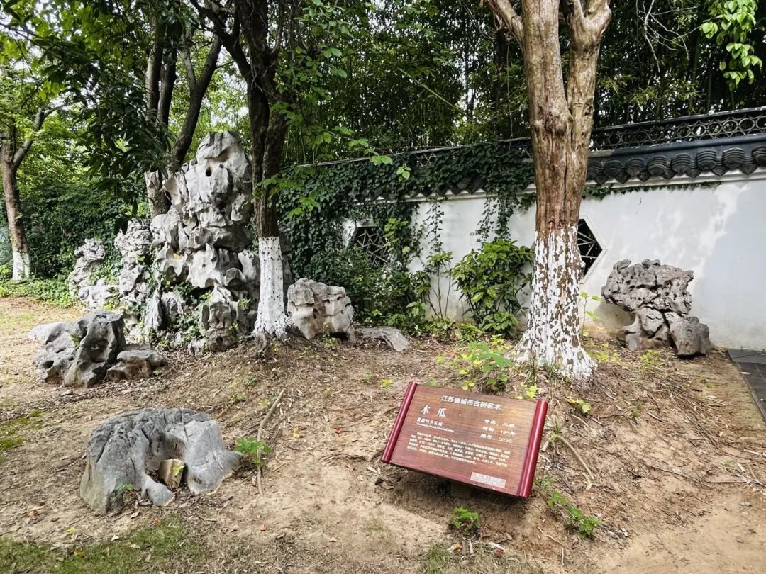 金山文宗阁内,藏着一棵两百多年的“降龙木” 金山文宗阁内,藏着一棵两百多年的“降龙木”