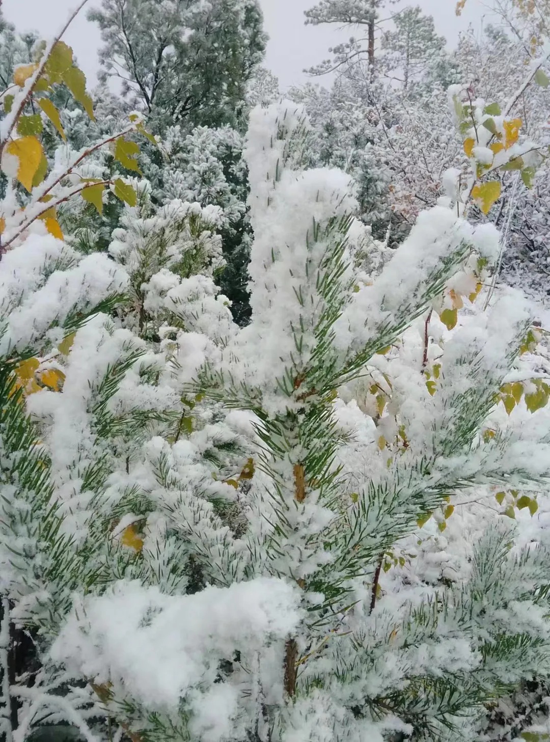 下雪了!黑龙江这里迎来初秋第一场降雪 下雪了!黑龙江这里迎来初秋第一场降雪