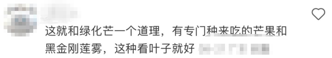 深圳街头长满莲雾,吃,还是不吃? 深圳街头长满莲雾,吃,还是不吃?
