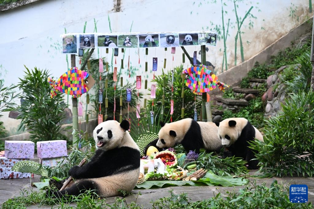四川雅安:迎中秋大熊猫集体庆生 四川雅安:迎中秋大熊猫集体庆生