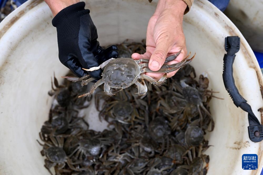 安徽五河：秋风起 蟹儿肥