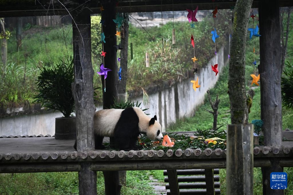 四川雅安:迎中秋大熊猫集体庆生 四川雅安:迎中秋大熊猫集体庆生