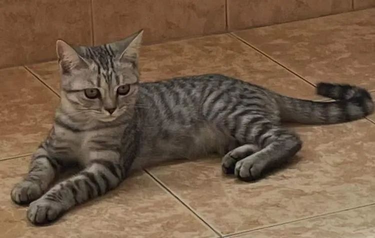 “给你15万,我要把小七带走”90后夫妻为争狗狗抚养权要闹到法庭 “给你15万,我要把小七带走”90后夫妻为争狗狗抚养权要闹到法庭