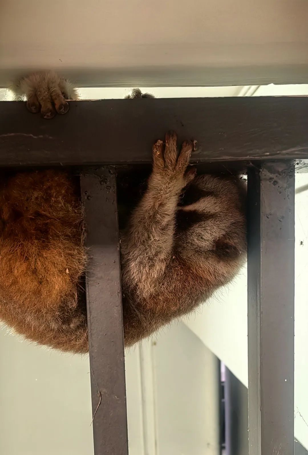 快看！呆萌蜂猴游玩迷路 军警暖心救助