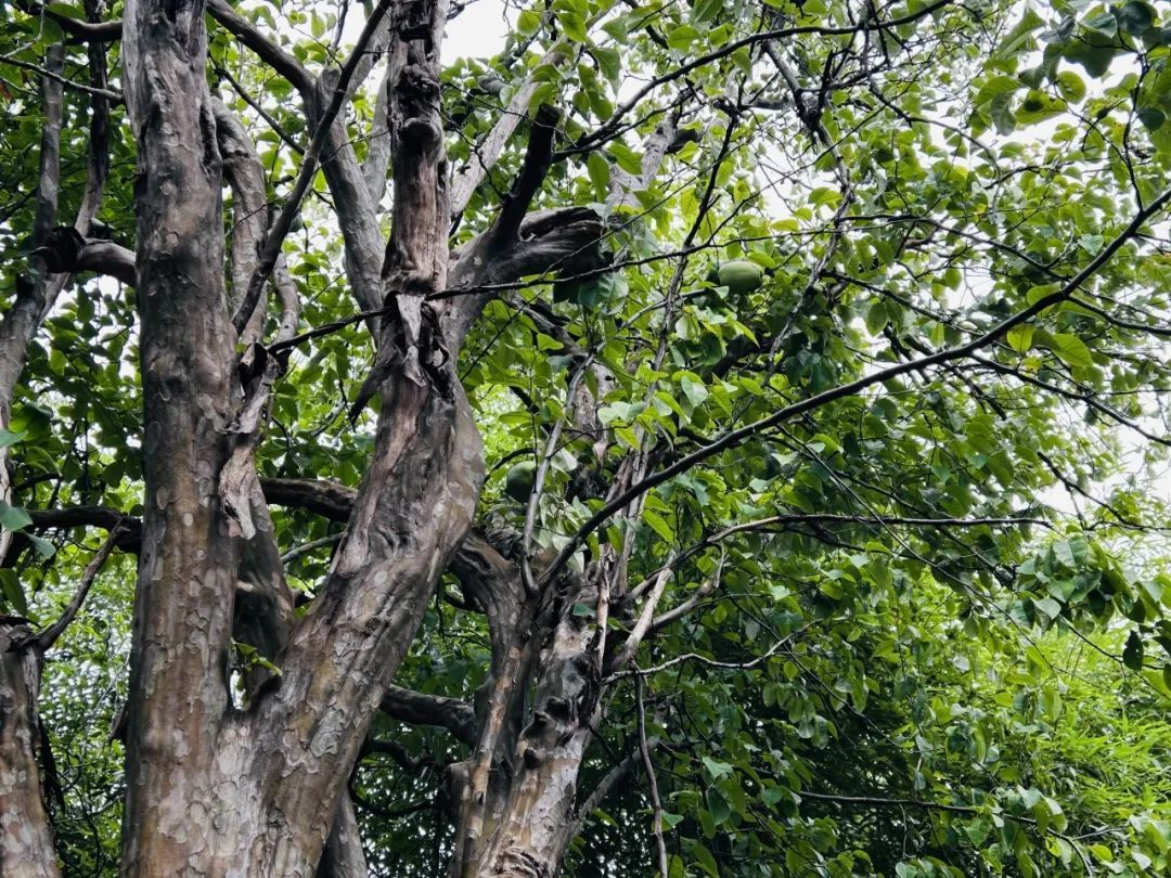 金山文宗阁内,藏着一棵两百多年的“降龙木” 金山文宗阁内,藏着一棵两百多年的“降龙木”