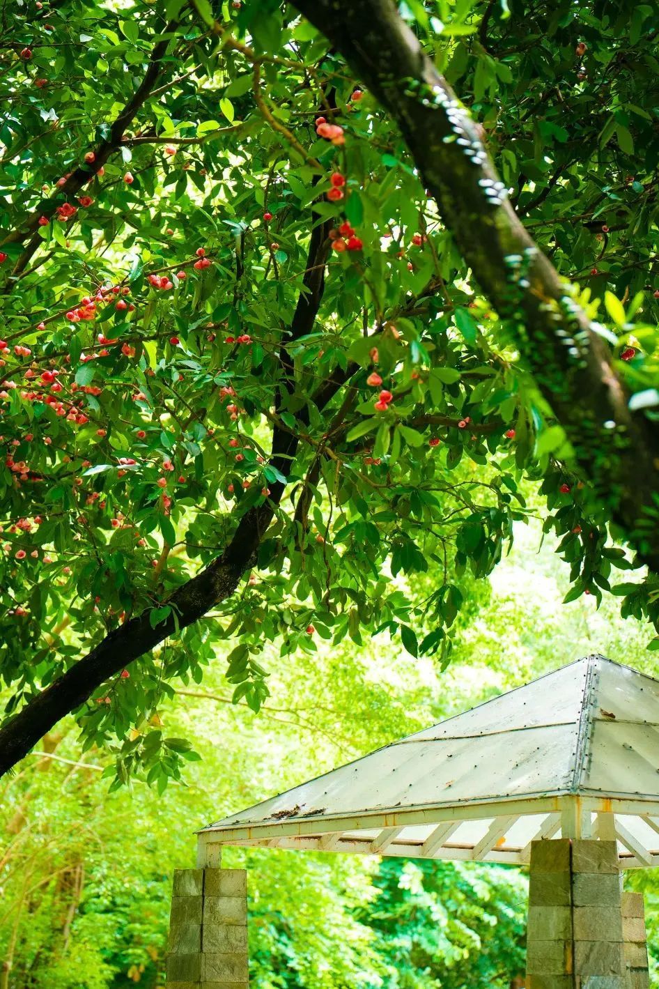 深圳街头长满莲雾,吃,还是不吃? 深圳街头长满莲雾,吃,还是不吃?