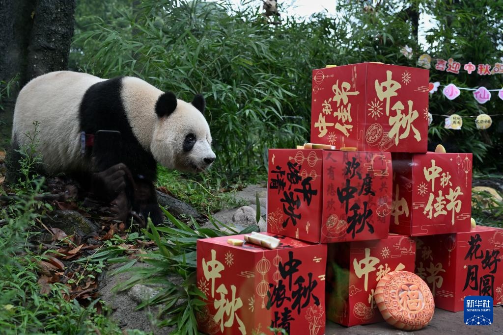 四川雅安:迎中秋大熊猫集体庆生 四川雅安:迎中秋大熊猫集体庆生