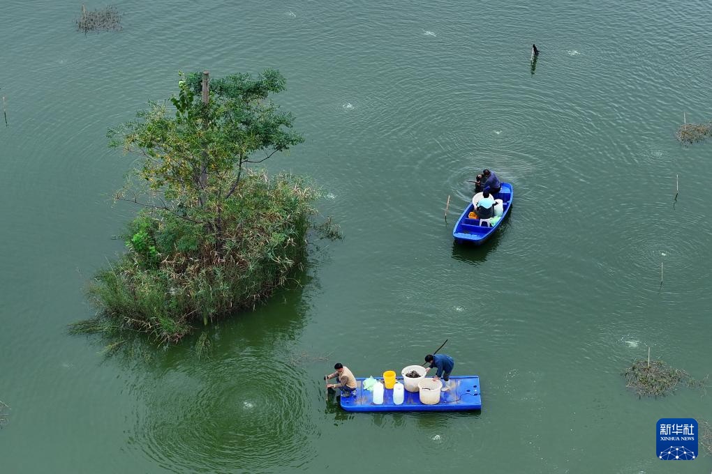安徽五河：秋风起 蟹儿肥