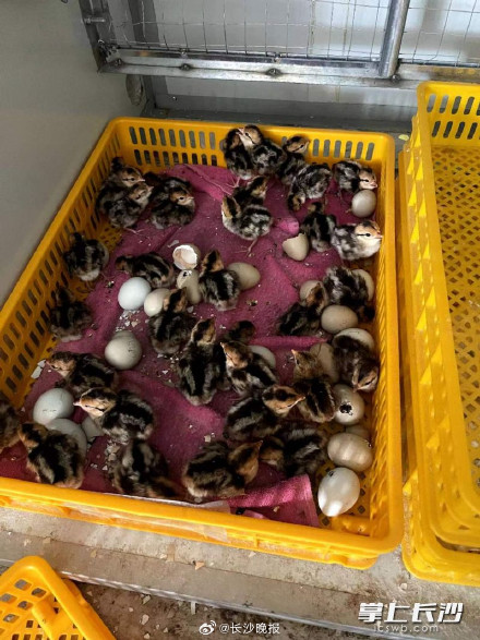 国家一级重点保护野生动物！长沙生态动物园内近50只白冠长尾雉将回归自然
