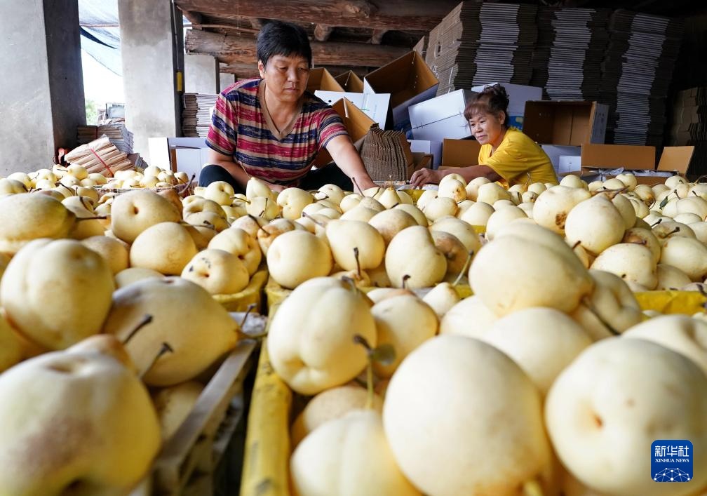 河北晋州：梨乡硕果压枝弯 果农采摘笑颜开