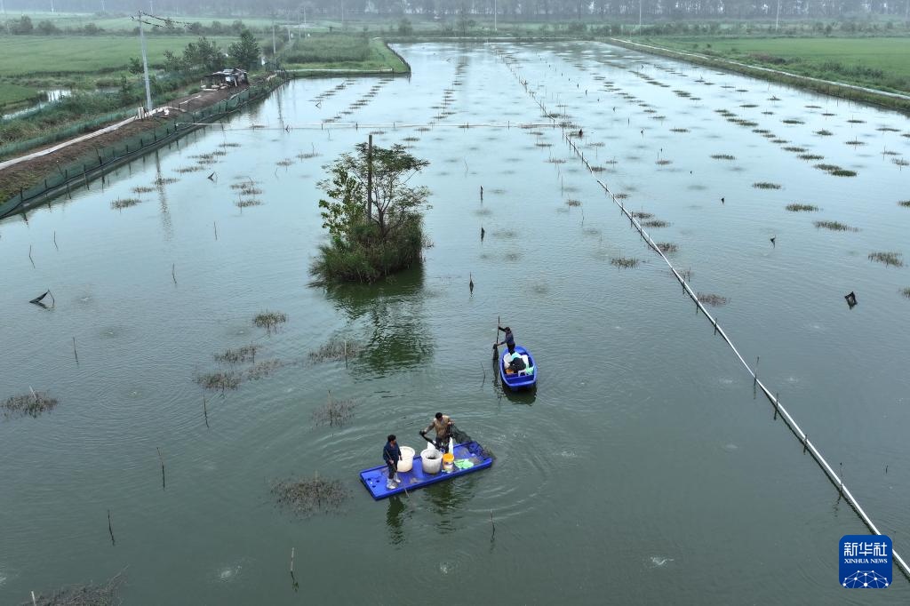 安徽五河：秋风起 蟹儿肥