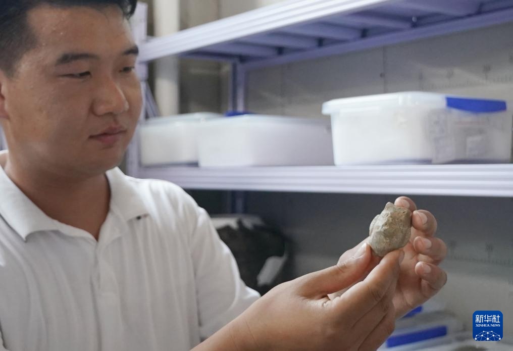 新华全媒+丨河南南阳发现夏王朝区域中心城邑 与二里头遗址高度一致 新华全媒+丨河南南阳发现夏王朝区域中心城邑 与二里头遗址高度一致