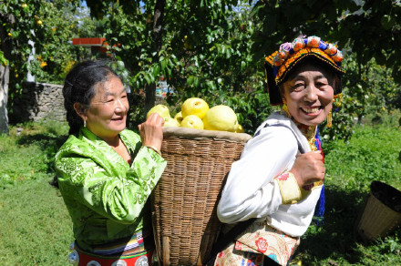 四川阿坝金川县：雪梨香满园，共绘丰收图