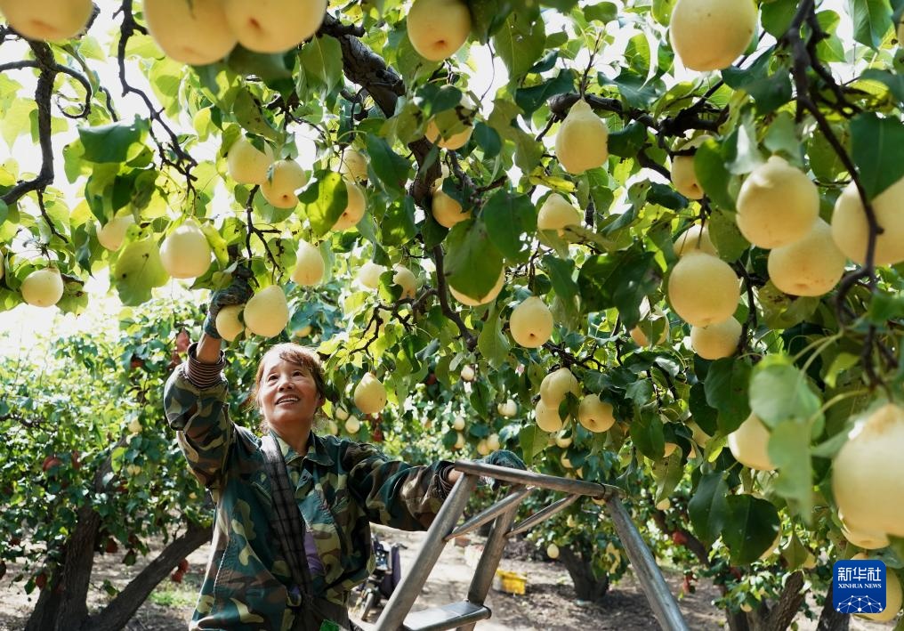 河北晋州：梨乡硕果压枝弯 果农采摘笑颜开