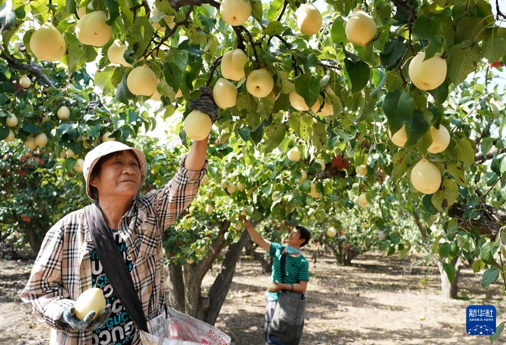 河北晋州：梨乡硕果压枝弯 果农采摘笑颜开