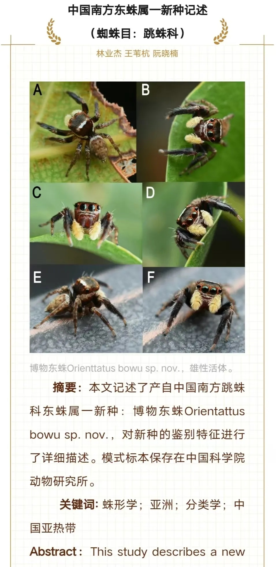 广州市区发现新物种！“只因多看了你一眼”