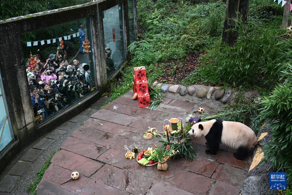 四川雅安:迎中秋大熊猫集体庆生 四川雅安:迎中秋大熊猫集体庆生