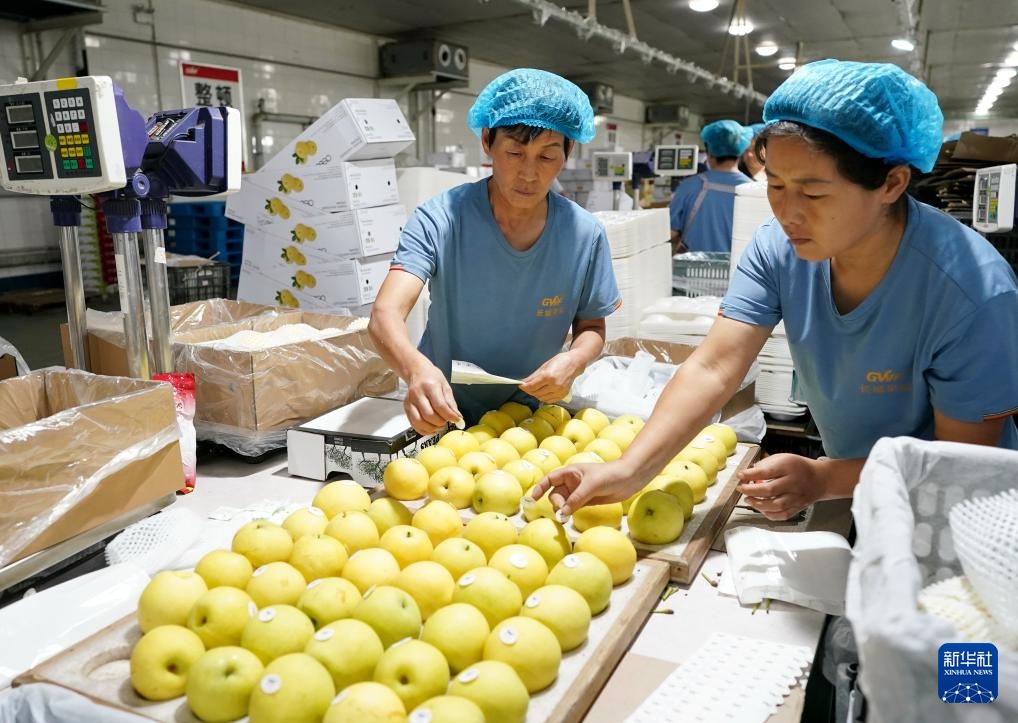 河北晋州：梨乡硕果压枝弯 果农采摘笑颜开