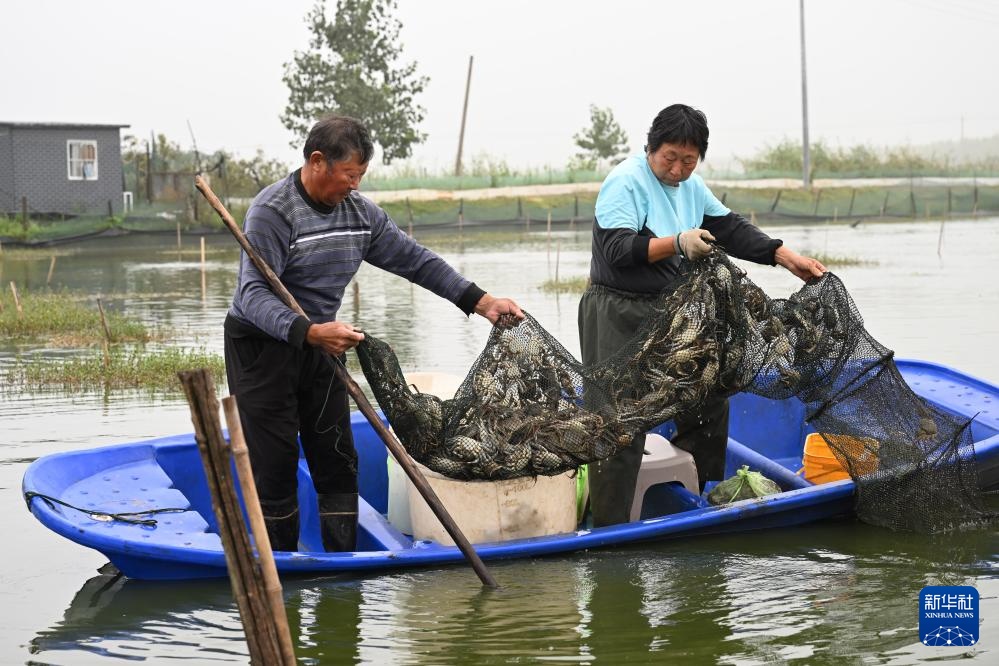 安徽五河：秋风起 蟹儿肥
