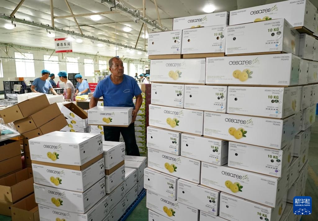 河北晋州：梨乡硕果压枝弯 果农采摘笑颜开