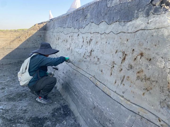 重磅发布！江苏首次发现江北滨海湿地型史前遗址