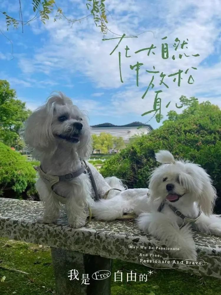 “给你15万,我要把小七带走”90后夫妻为争狗狗抚养权要闹到法庭 “给你15万,我要把小七带走”90后夫妻为争狗狗抚养权要闹到法庭