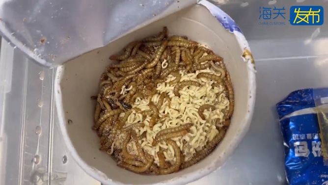 海关查验发现泡面存在二次封装痕迹,打开发现有800余条活虫 海关查验发现泡面存在二次封装痕迹,打开发现有800余条活虫