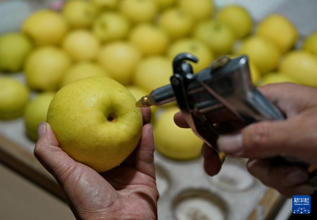 河北晋州：梨乡硕果压枝弯 果农采摘笑颜开