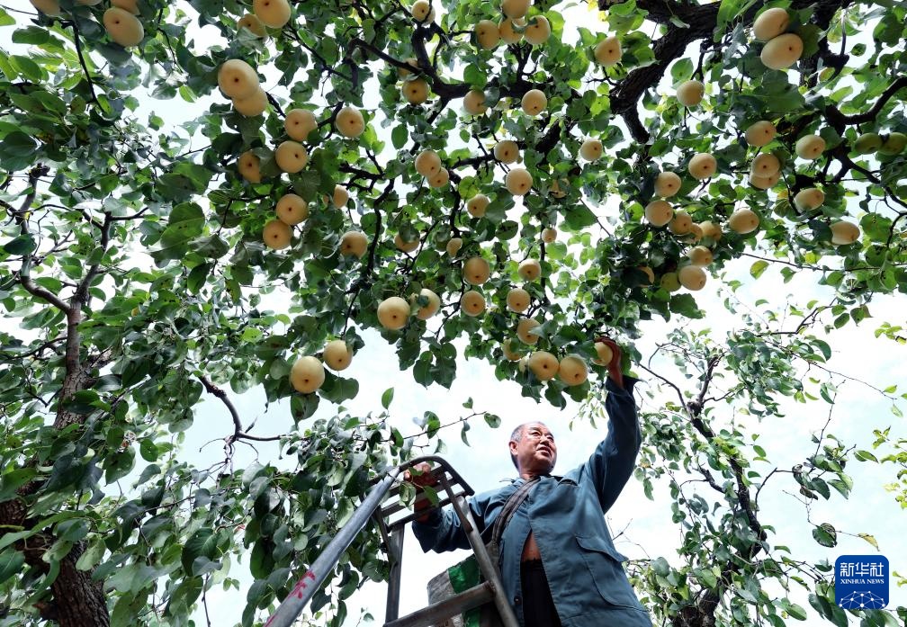 河北晋州：梨乡硕果压枝弯 果农采摘笑颜开