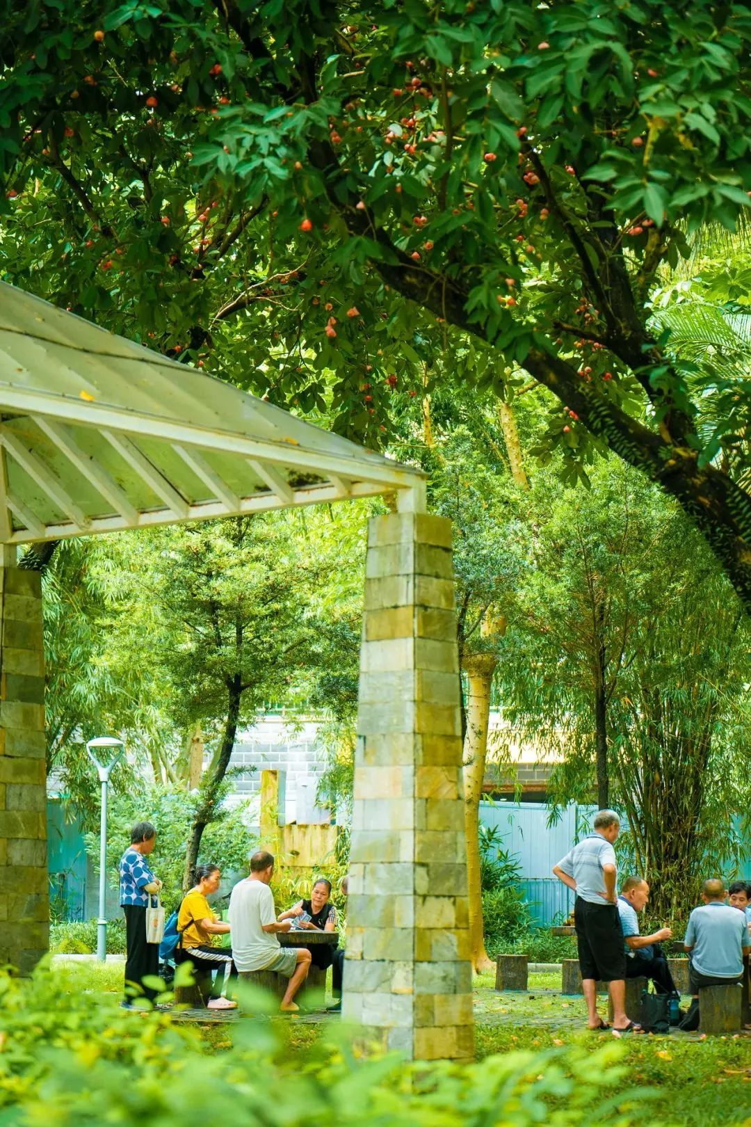 深圳街头长满莲雾,吃,还是不吃? 深圳街头长满莲雾,吃,还是不吃?