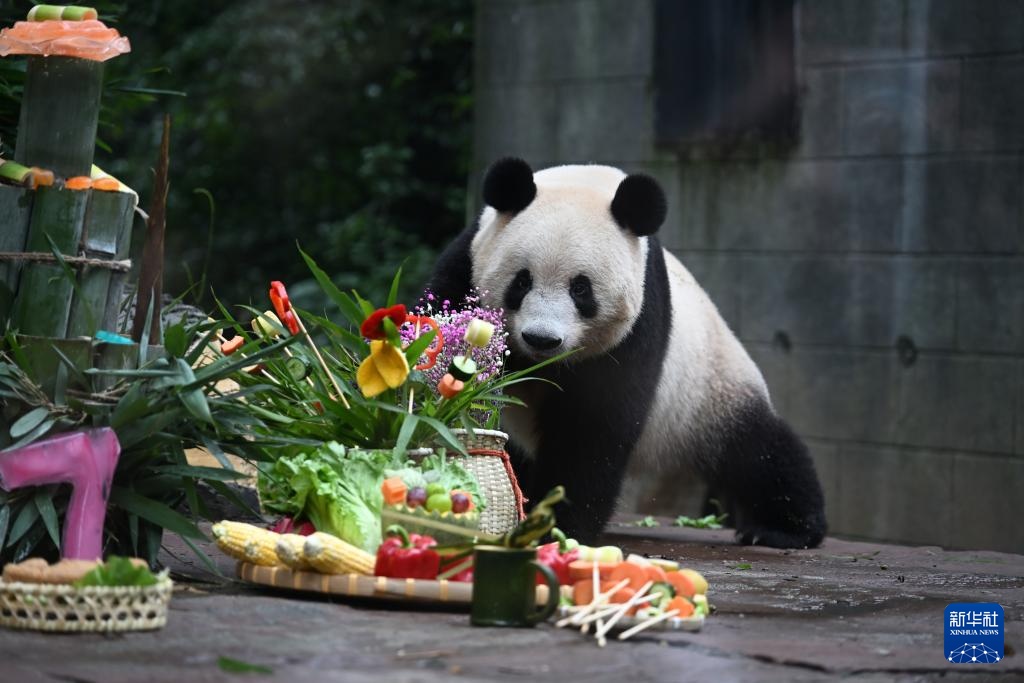 四川雅安:迎中秋大熊猫集体庆生 四川雅安:迎中秋大熊猫集体庆生