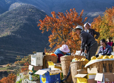 四川阿坝金川县：雪梨香满园，共绘丰收图